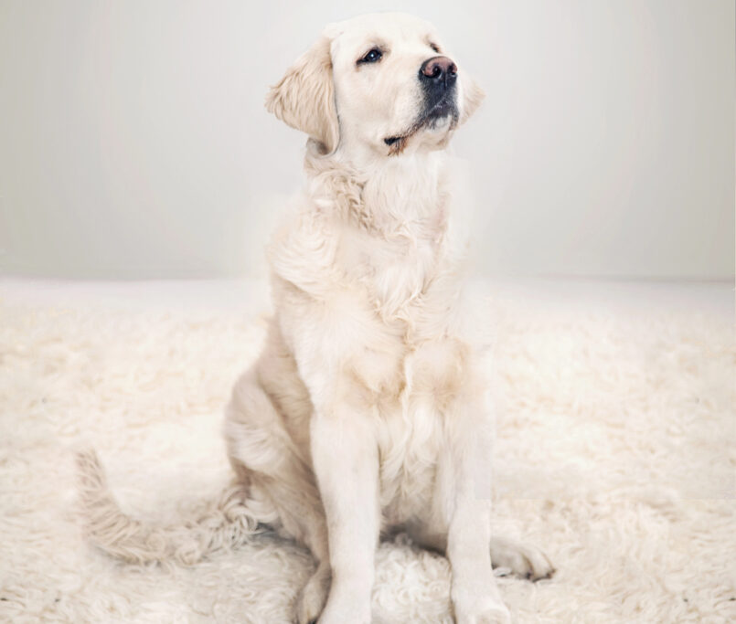 Carpet Flooring Store